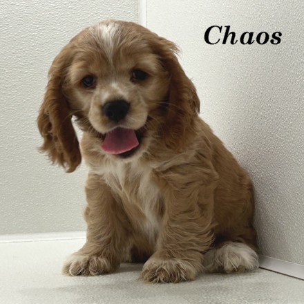 puppy, for, sale, Cocker Spaniel, Joe & Cherri  Overlease, dog, breeder, Miller, MO, dog-breeder, puppy-for-sale, forsale, nearby, find, puppyfind, locator, puppylocator, aca